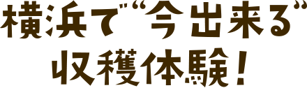 横浜で今出来る収穫体験！