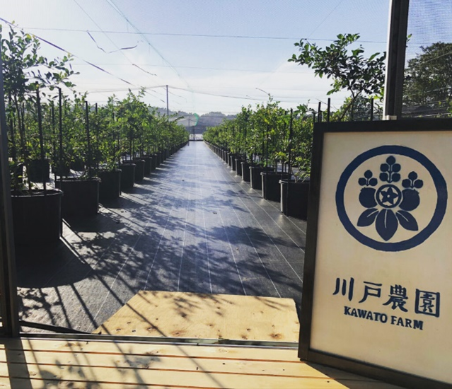 ブルーベリー農園イメージ