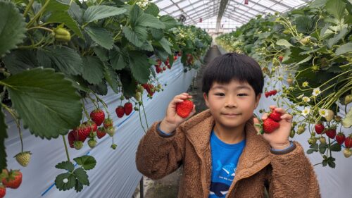 いちご狩り
